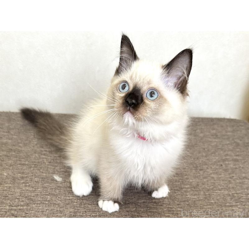 販売中の千葉県のラグドール-136899の8枚目