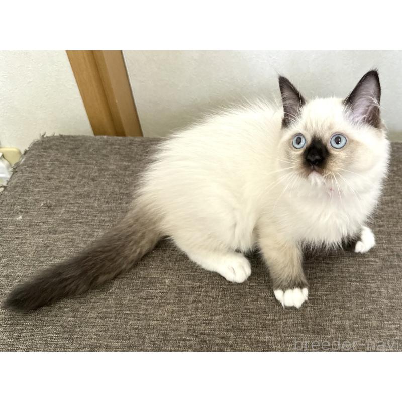 販売中の千葉県のラグドール-136899の7枚目