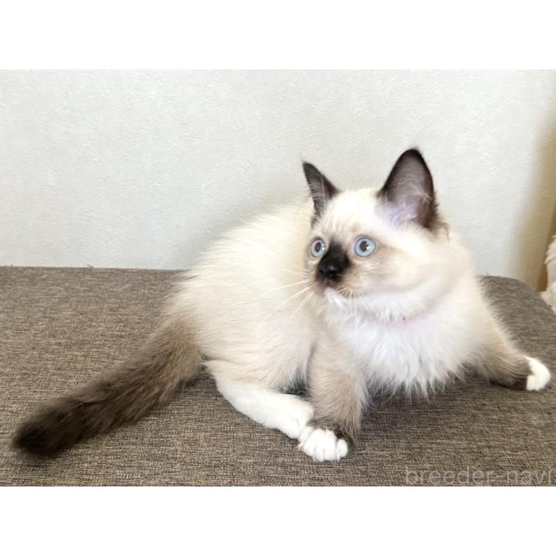 販売中の千葉県のラグドール-136899の6枚目