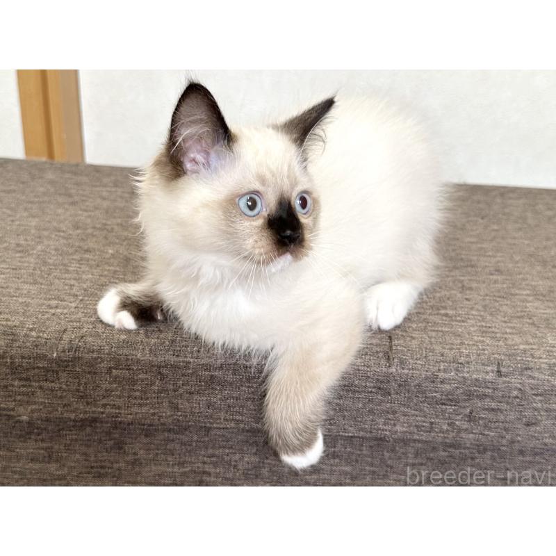 販売中の千葉県のラグドール-136899の5枚目