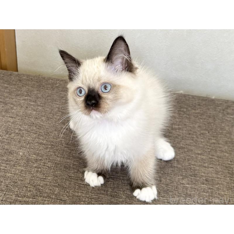 販売中の千葉県のラグドール-136899の4枚目