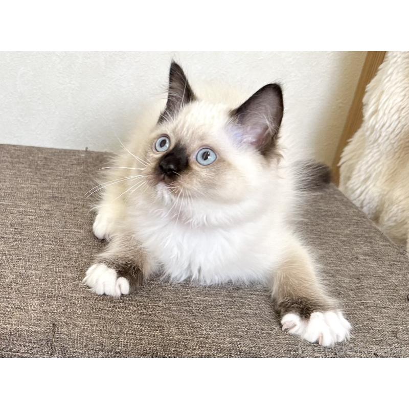 販売中の千葉県のラグドール-136899の3枚目