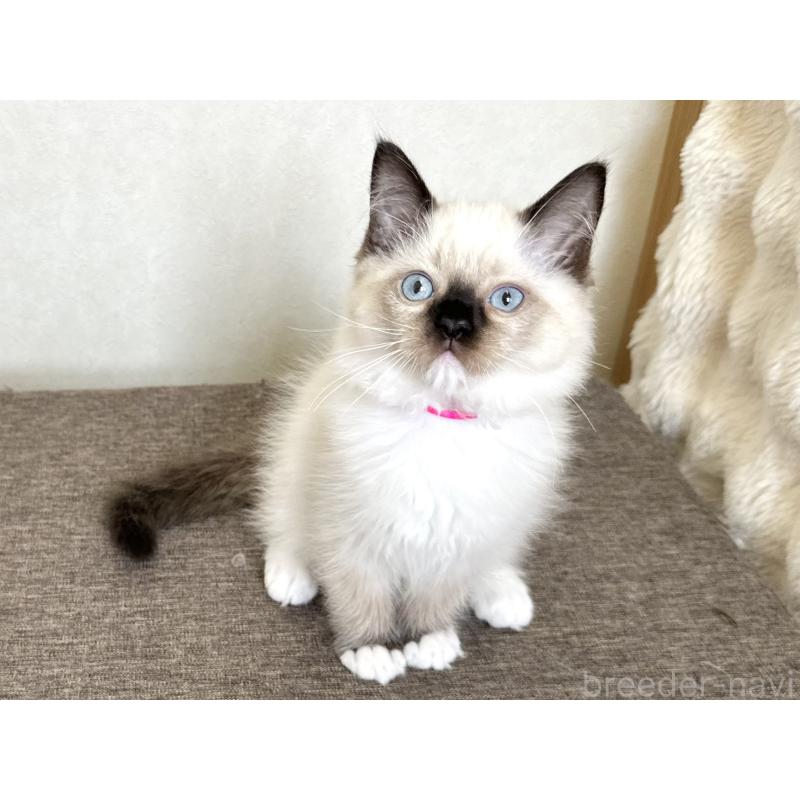 販売中の千葉県のラグドール-136899の2枚目