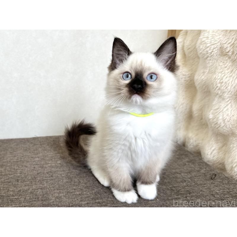 販売中の千葉県のラグドール-136902の14枚目