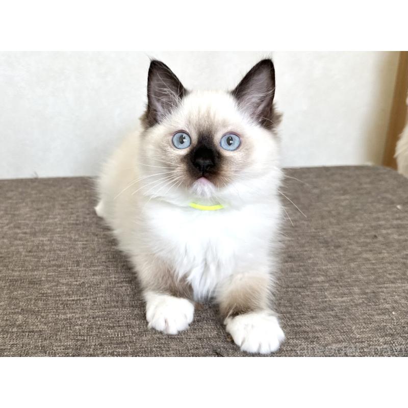 販売中の千葉県のラグドール-136902の13枚目