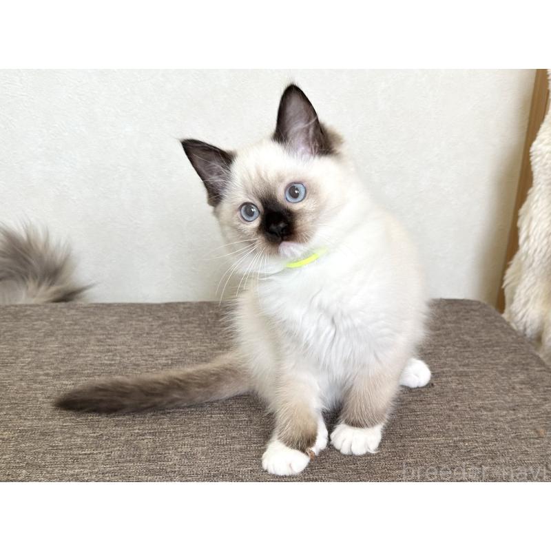 販売中の千葉県のラグドール-136902の12枚目