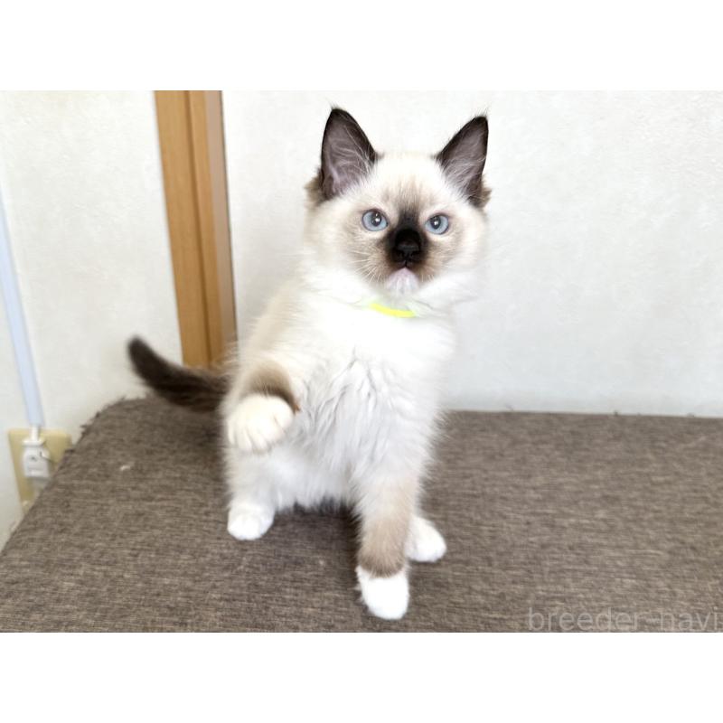 販売中の千葉県のラグドール-136902の11枚目