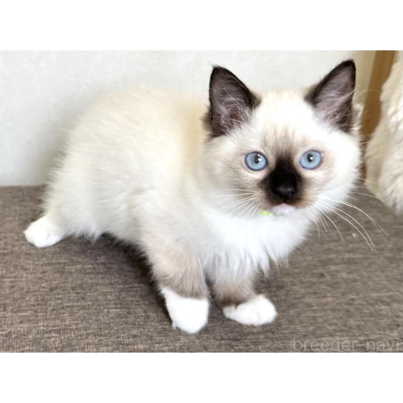 販売中の千葉県のラグドール-136902の10枚目