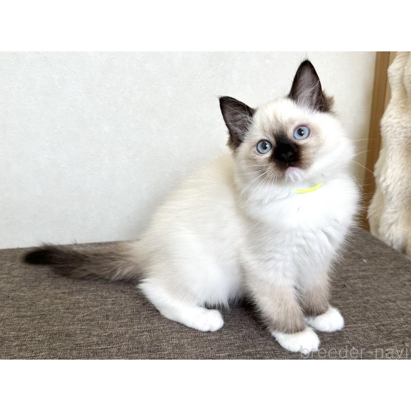 販売中の千葉県のラグドール-136902の9枚目