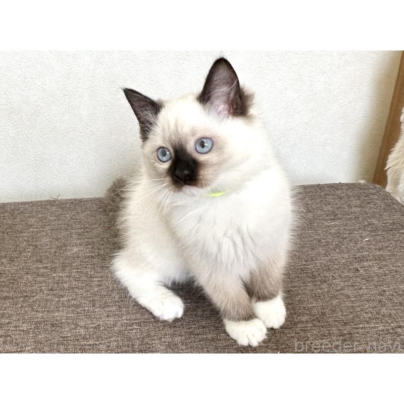 販売中の千葉県のラグドール-136902の8枚目