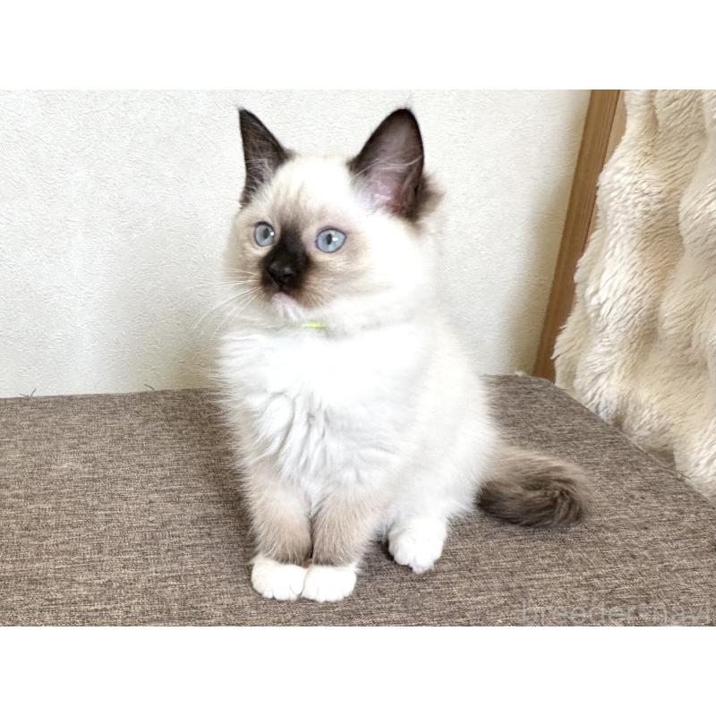 販売中の千葉県のラグドール-136902の7枚目