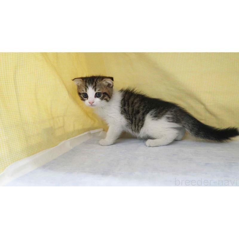 販売中の東京都のスコティッシュフォールド(折れ耳)-139801の4枚目