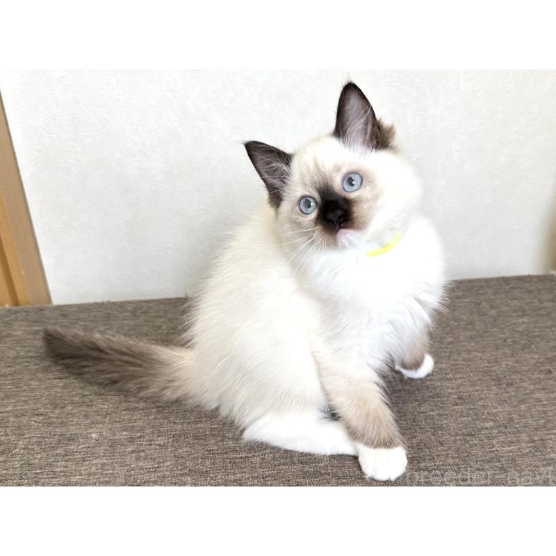 販売中の千葉県のラグドール-136902の6枚目