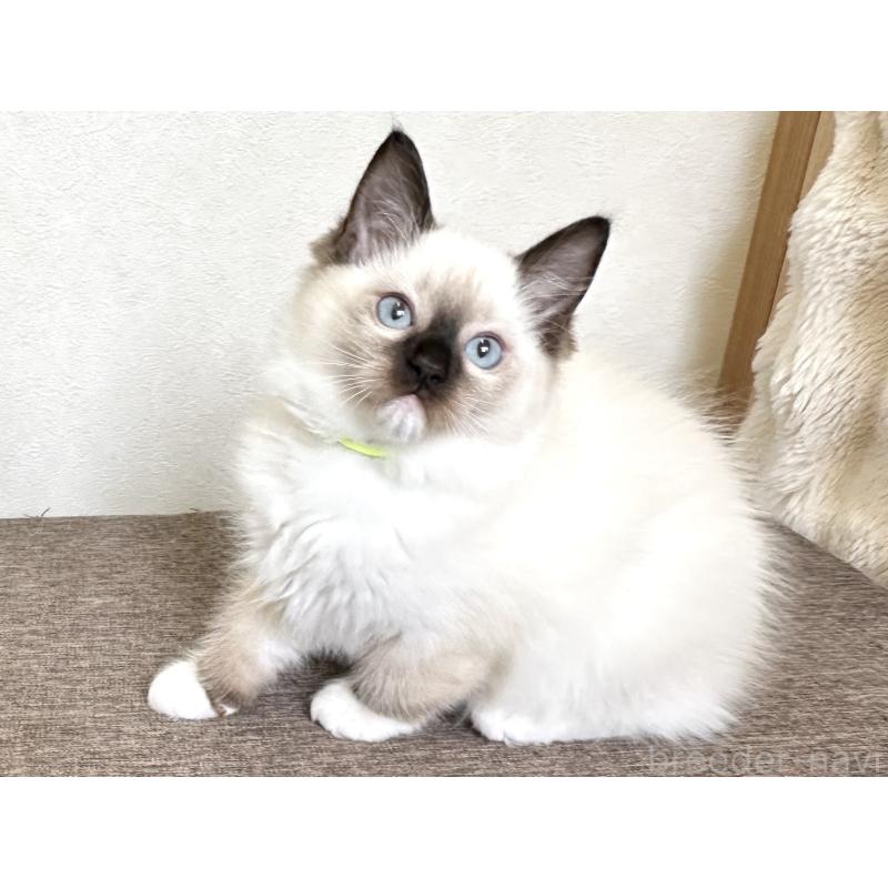 販売中の千葉県のラグドール-136902の5枚目