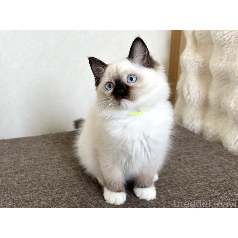 販売中の千葉県のラグドール-136902の3枚目