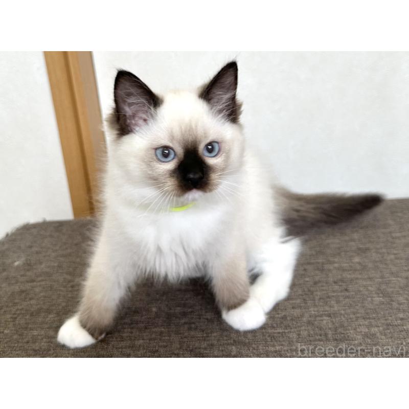 販売中の千葉県のラグドール-136902の2枚目