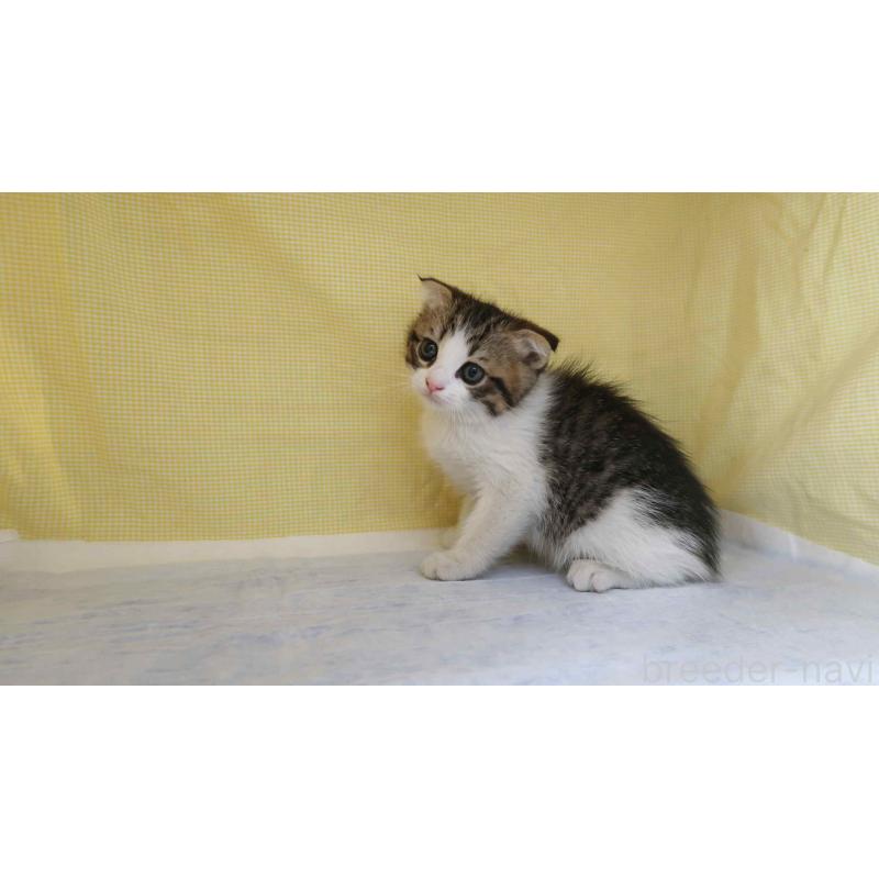 販売中の東京都のスコティッシュフォールド(折れ耳)-139801の2枚目