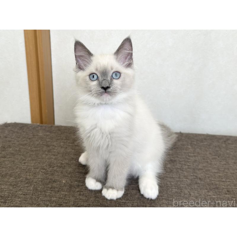 販売中の千葉県のラグドール-136901の15枚目