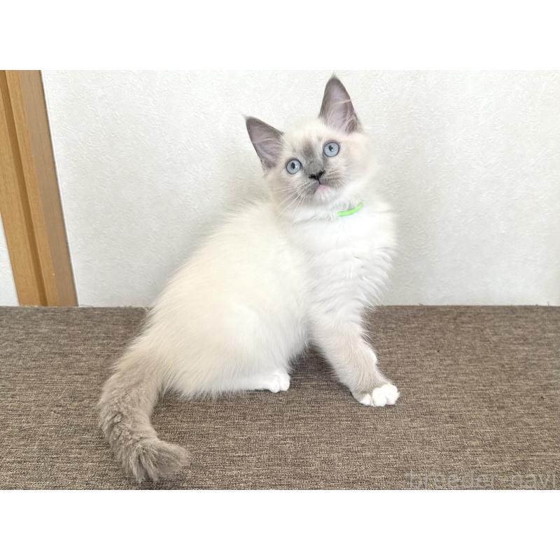 販売中の千葉県のラグドール-136901の14枚目