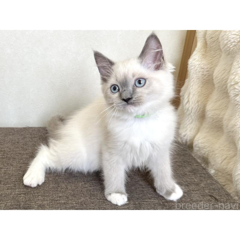 販売中の千葉県のラグドール-136901の13枚目