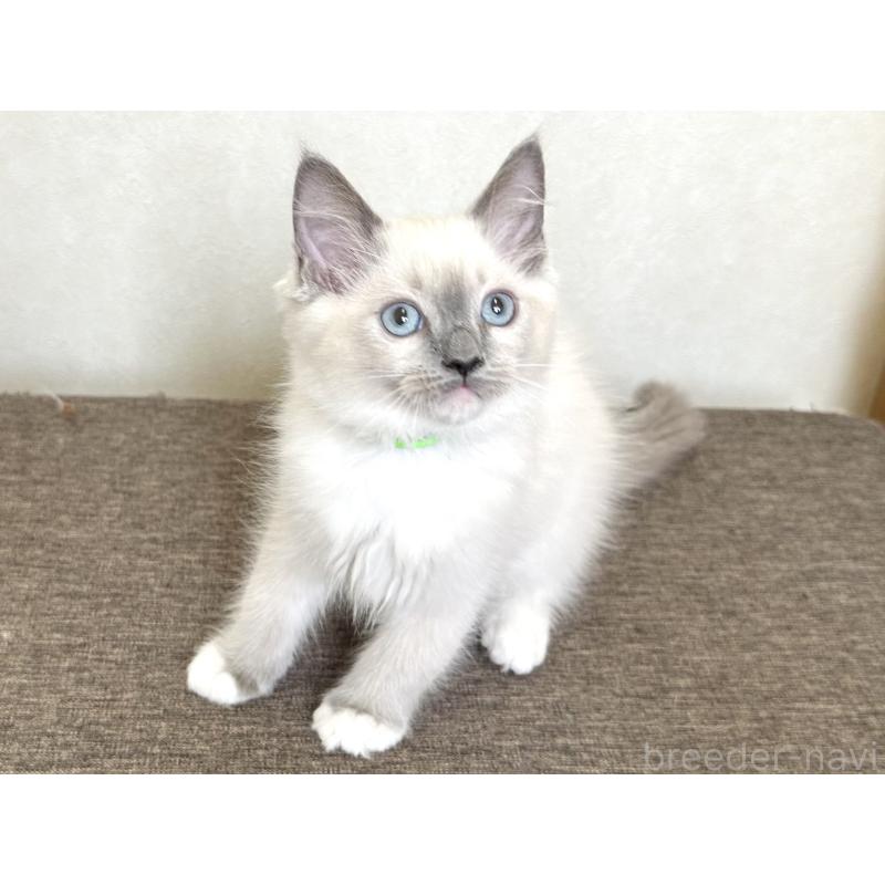 販売中の千葉県のラグドール-136901の12枚目