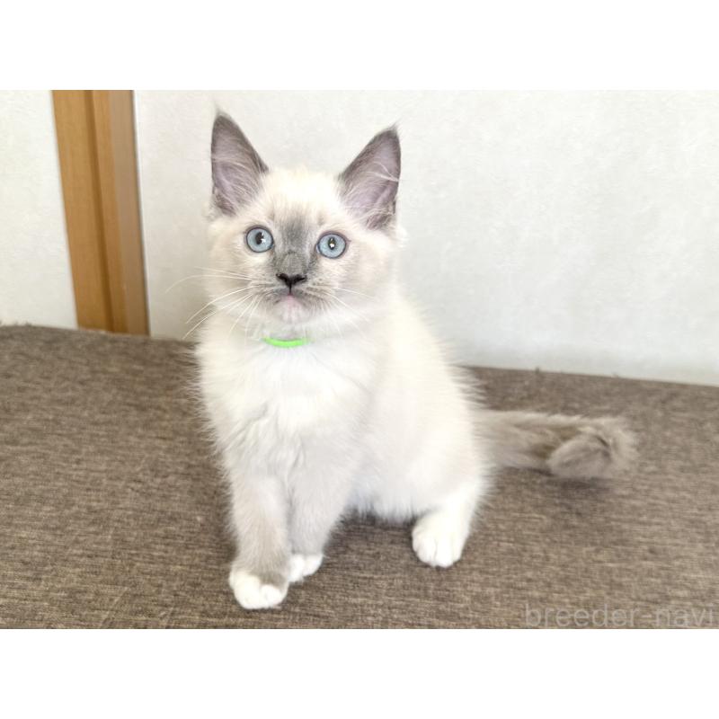 販売中の千葉県のラグドール-136901の11枚目