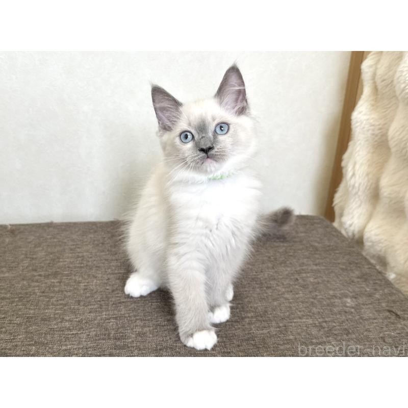 販売中の千葉県のラグドール-136901の10枚目