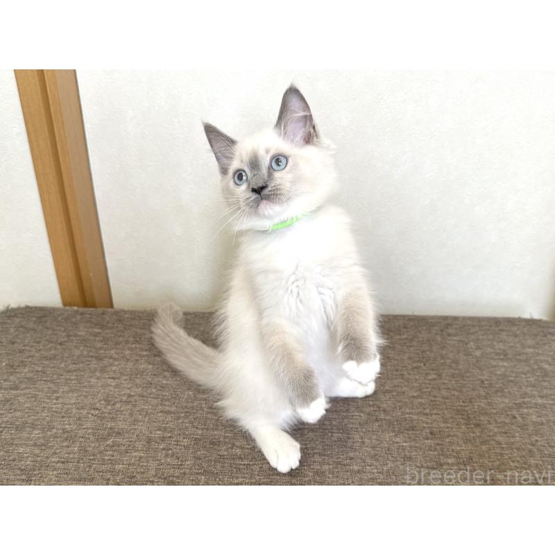 販売中の千葉県のラグドール-136901の9枚目