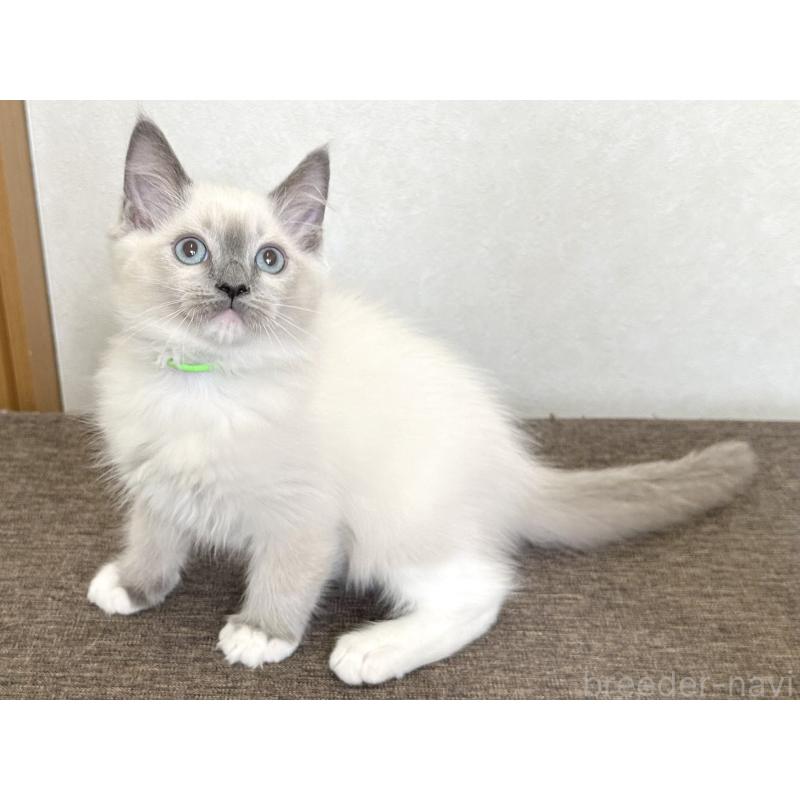 販売中の千葉県のラグドール-136901の8枚目