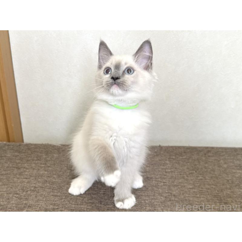 販売中の千葉県のラグドール-136901の7枚目