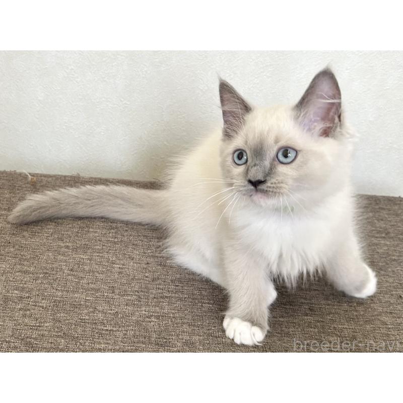 販売中の千葉県のラグドール-136901の6枚目