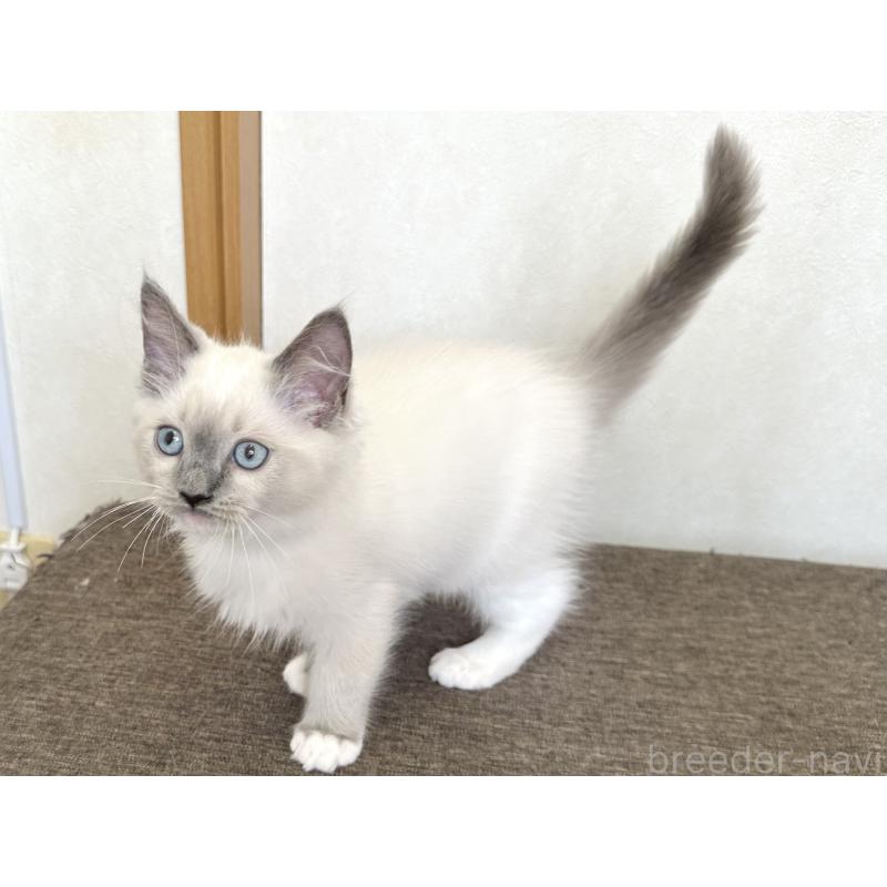 販売中の千葉県のラグドール-136901の5枚目