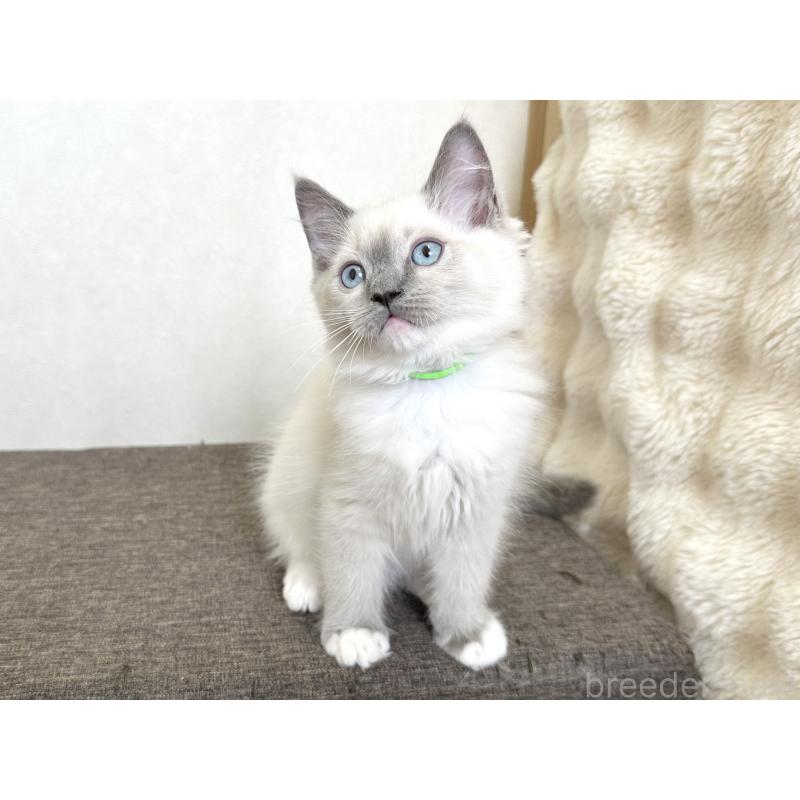 販売中の千葉県のラグドール-136901の4枚目