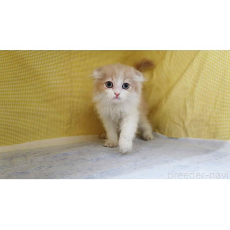 販売中の東京都のスコティッシュフォールド(折れ耳)-139802の4枚目
