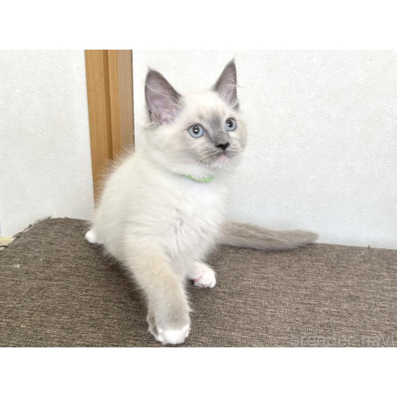 販売中の千葉県のラグドール-136901の3枚目