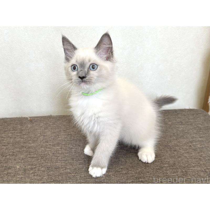 販売中の千葉県のラグドール-136901の2枚目