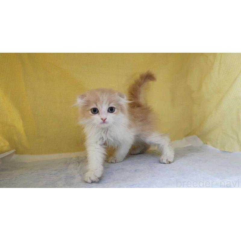 販売中の東京都のスコティッシュフォールド(折れ耳)-139802の3枚目