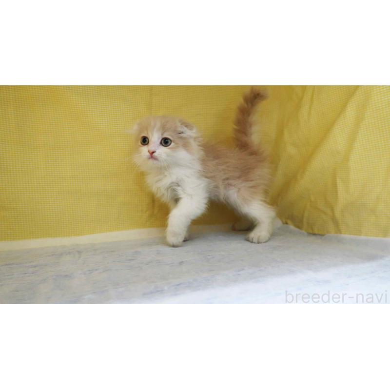 販売中の東京都のスコティッシュフォールド(折れ耳)-139802の2枚目
