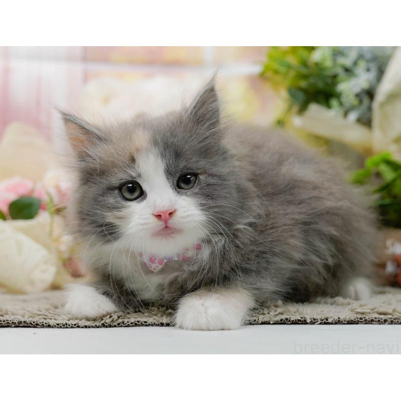 販売中の神奈川県のミックス-139877の12枚目