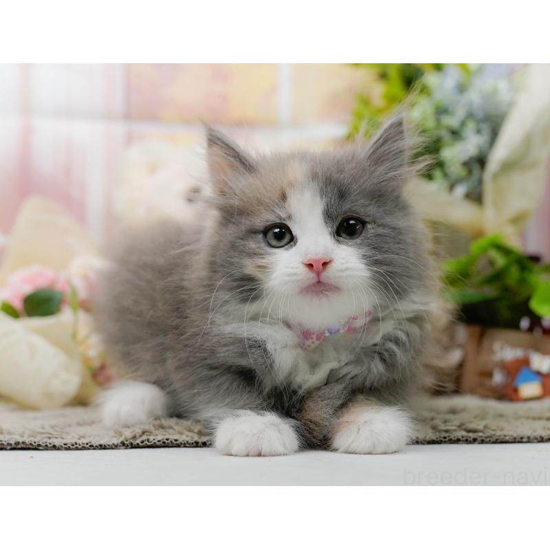 販売中の神奈川県のミックス-139877の11枚目