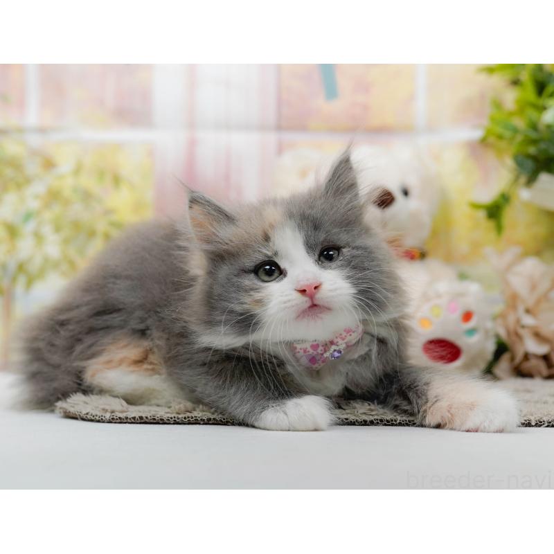 販売中の神奈川県のミックス-139877の10枚目