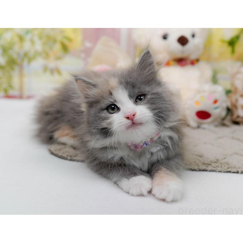 販売中の神奈川県のミックス-139877の9枚目