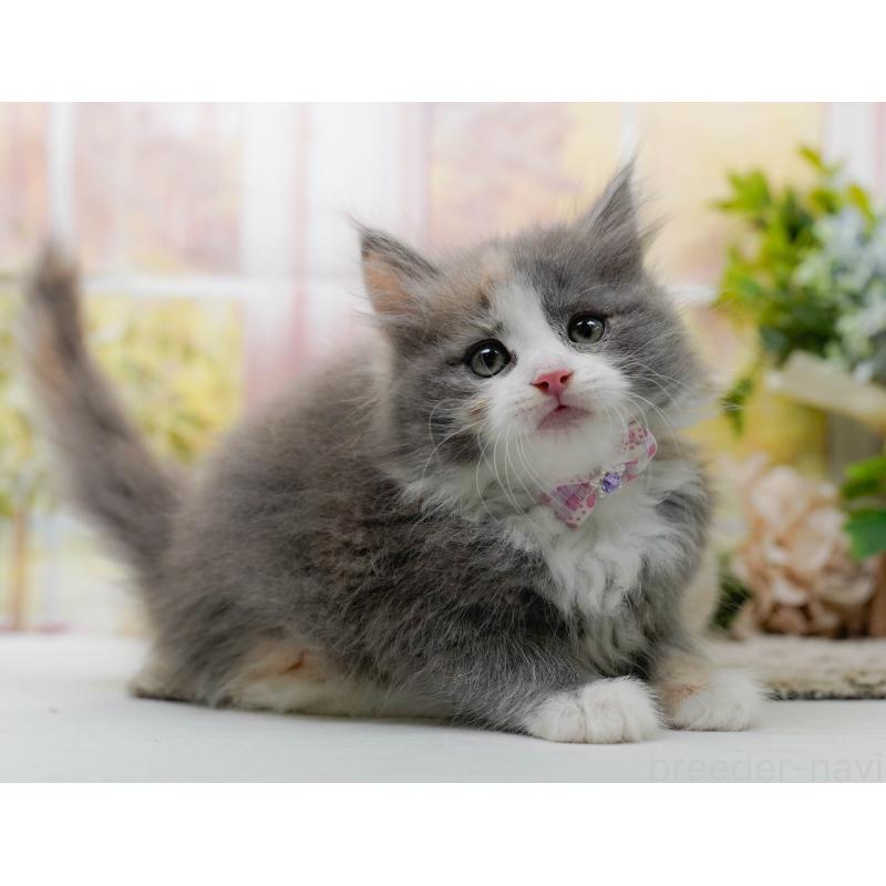 販売中の神奈川県のミックス-139877の7枚目