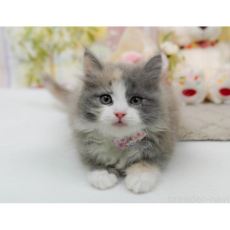 販売中の神奈川県のミックス-139877の6枚目