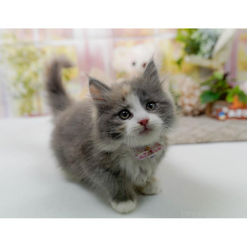 販売中の神奈川県のミックス-139877の5枚目