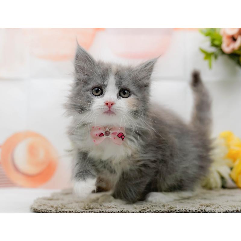 販売中の神奈川県のミックス-139878の12枚目