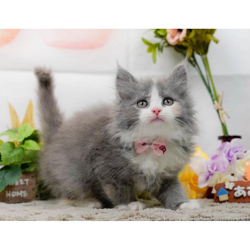 販売中の神奈川県のミックス-139878の11枚目