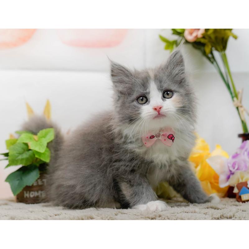 販売中の神奈川県のミックス-139878の10枚目