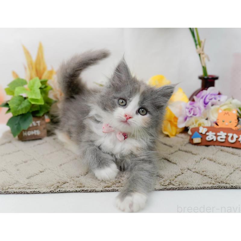 販売中の神奈川県のミックス-139878の9枚目