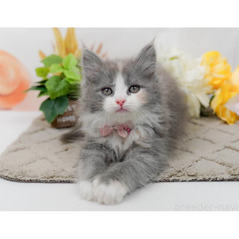 販売中の神奈川県のミックス-139878の8枚目